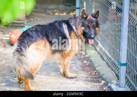 Der deutsche Schäferhund 'Ajax' spaziert in seinem Herrenhaus Stockfoto