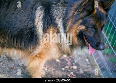 Der deutsche Schäferhund 'Ajax' spaziert in seinem Herrenhaus Stockfoto