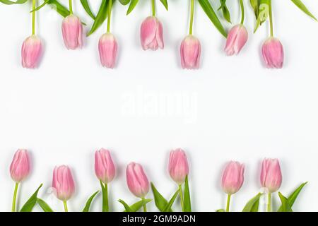 Rosa Tulpen sind in einer Reihe über und unter auf einem weißen Hintergrund Frühling floralen Rahmen angeordnet. Stockfoto