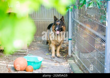 Der deutsche Schäferhund 'Ajax' spaziert in seinem Herrenhaus Stockfoto