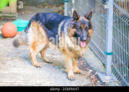 Der deutsche Schäferhund 'Ajax' spaziert in seinem Herrenhaus Stockfoto