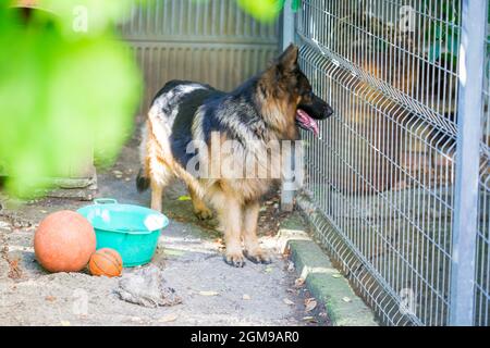 Der deutsche Schäferhund 'Ajax' spaziert in seinem Herrenhaus Stockfoto