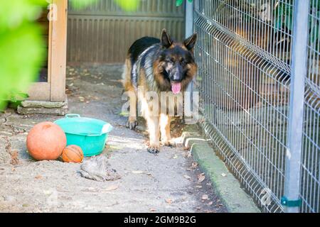 Der deutsche Schäferhund 'Ajax' spaziert in seinem Herrenhaus Stockfoto