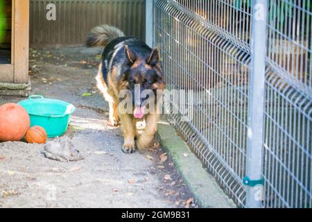 Der deutsche Schäferhund 'Ajax' spaziert in seinem Herrenhaus Stockfoto