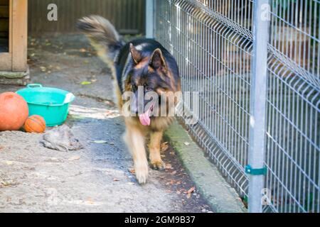 Der deutsche Schäferhund 'Ajax' spaziert in seinem Herrenhaus Stockfoto