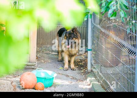 Der deutsche Schäferhund 'Ajax' spaziert in seinem Herrenhaus Stockfoto