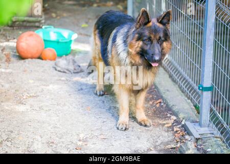 Der deutsche Schäferhund 'Ajax' spaziert in seinem Herrenhaus Stockfoto