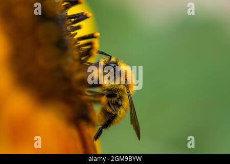 Eine Biene oder Hummel sammelt Pollen aus einer Sonnenblumenblume Stockfoto