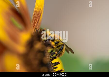 Eine Biene oder Hummel sammelt Pollen aus einer Sonnenblumenblume Stockfoto