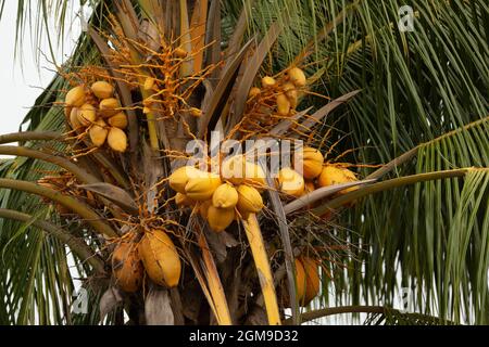 Eine Gruppe von Kokosnüssen, die an einem Kokosnussbaum in Indien hängen. Stockfoto