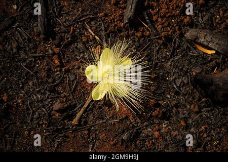 Pequi Blume auf dem Boden liegend. Typischer Baum des Cerrado von Goiás. (Caryocar brasiliense) Stockfoto