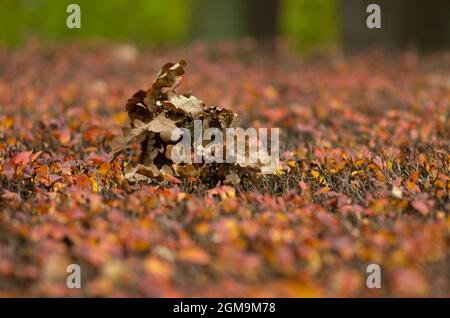 Haufen trockener Eichenblätter auf der Oberfläche eines rot-gelben Strauches im Herbst Stockfoto