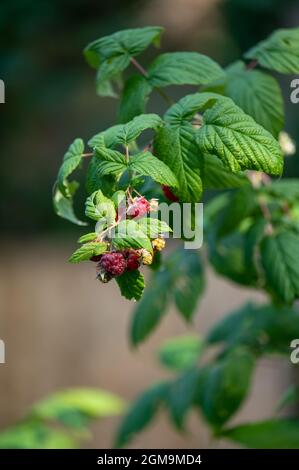 Reife Herbstfrucht Himbeeren umgeben von grünen Blättern im Herbstsonnenschein Stockfoto