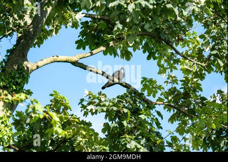 Gewöhnliche Holztaube in einem Platanenbaum in der Herbstsonne. Stockfoto