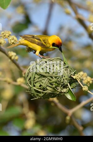 Vitelline Maskierter Weber - Ploceus vitellinus Stockfoto