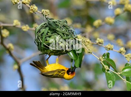 Vitelline Maskierter Weber - Ploceus vitellinus Stockfoto