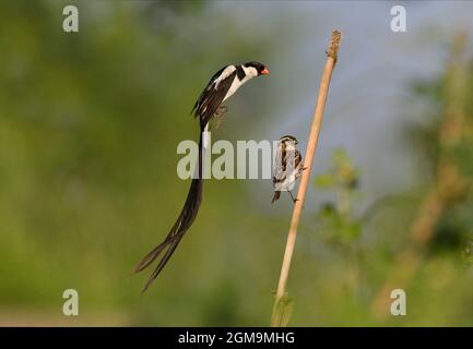 Nadelschwanz-Whydah - Vidua macroura Stockfoto