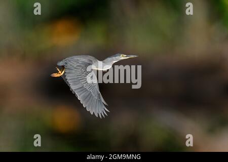 Gekerbten Heron - Butorides striata Stockfoto