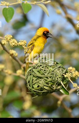 Vitelline Maskierter Weber - Ploceus vitellinus Stockfoto