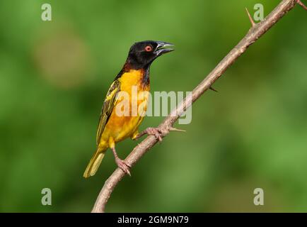 Village Weaver - Ploceus cucucullatus Stockfoto