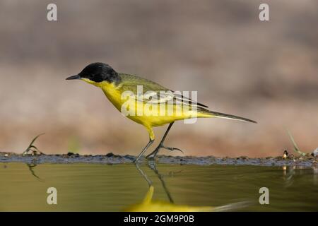 Schwarzkopf-Wagtail - Unterart Motacilla flava feldegg Stockfoto