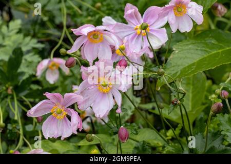 Anemone x hybrida Lady Gilmour blüht im Sommer in blassrosa Stockfoto