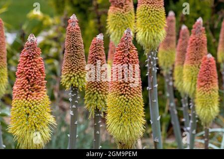 Die Gruppe Kniphofia caulescens Oxford Blue blüht im Sommer Stockfoto