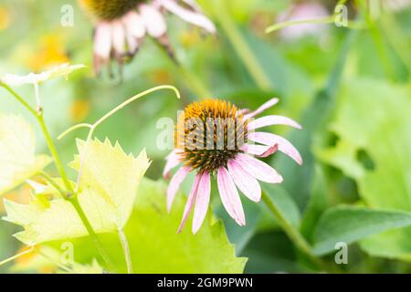Helle Echinacea purpurea im Sonnenlicht. Schöne Sonnenhut Blumen. Stockfoto