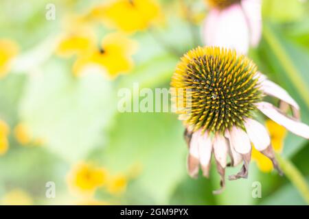 Helle Echinacea purpurea im Sonnenlicht. Schöne Sonnenhut Blumen. Stockfoto
