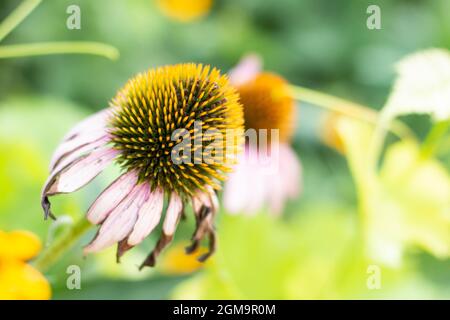 Helle Echinacea purpurea im Sonnenlicht. Schöne Sonnenhut Blumen. Stockfoto