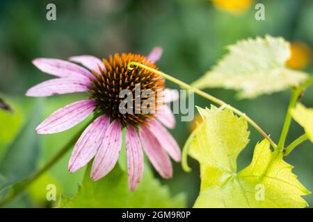 Helle Echinacea purpurea im Sonnenlicht. Schöne Sonnenhut Blumen. Stockfoto