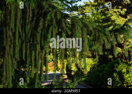 Zweig der europäischen Fichte oder Picea abies. Sorte Virgata oder Schlangenzweig Fichte Stockfoto