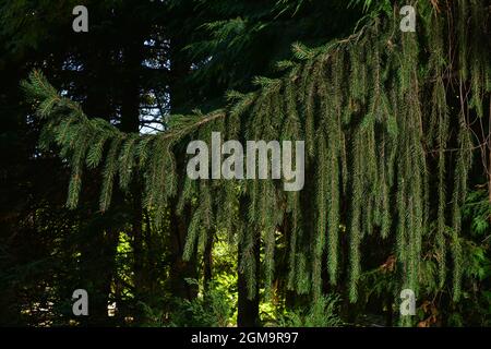 Zweig der europäischen Fichte oder Picea abies. Sorte Virgata oder Schlangenzweig Fichte Stockfoto