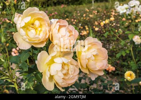 Cluster von floribunda apricot farbigen Rosen in englischen Rosengarten. Stockfoto