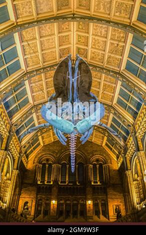 7-26-2019 London UK Giant Blue Whale Skelett, das nachts an der Decke des Museum of Natural History hängt - unter dem offenen Mund mit Schwanz i stehend Stockfoto