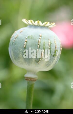 Papaver Somniferum Latex. Ziergarten Mohnschnitt, um die Freisetzung von milchigem saft zu zeigen, der mit der Alkaloidernte assoziiert ist.NUR ZUR VERANSCHAULICHUNG. Stockfoto