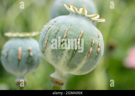 Papaver Somniferum Latex. Ziergarten Mohnschnitt, um die Freisetzung von milchigem saft zu zeigen, der mit der Alkaloidernte assoziiert ist.NUR ZUR VERANSCHAULICHUNG. Stockfoto