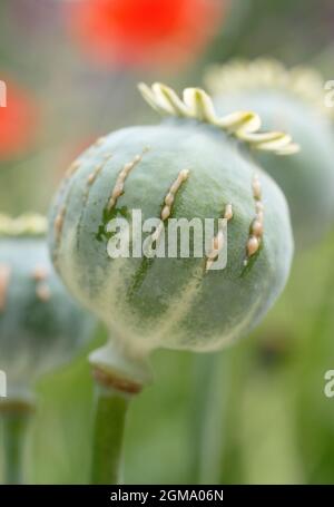 Papaver Somniferum Latex. Ziergarten Mohnschnitt, um die Freisetzung von milchigem saft zu zeigen, der mit der Alkaloidernte assoziiert ist.NUR ZUR VERANSCHAULICHUNG. Stockfoto