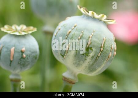 Papaver Somniferum Latex. Ziergarten Mohnschnitt, um die Freisetzung von milchigem saft zu zeigen, der mit der Alkaloidernte assoziiert ist.NUR ZUR VERANSCHAULICHUNG. Stockfoto
