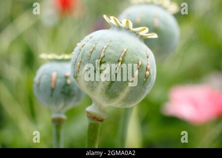 Papaver Somniferum Latex. Ziergarten Mohnschnitt, um die Freisetzung von milchigem saft zu zeigen, der mit der Alkaloidernte assoziiert ist.NUR ZUR VERANSCHAULICHUNG. Stockfoto