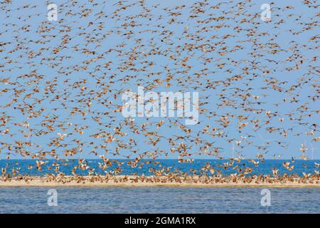 Roter Knoten (Calidris canutus) Schwarm roter Knoten im Brutgefieder, die über den Strand entlang des Nationalparks Schleswig-Holsteinisches Wattenmeer fliegen Stockfoto