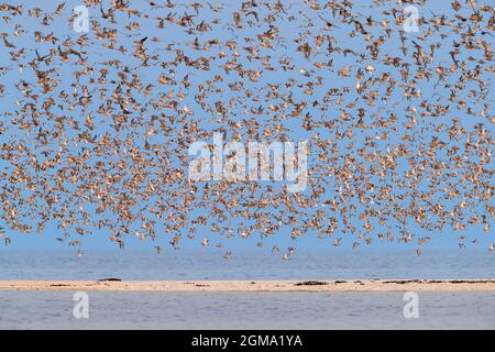 Roter Knoten (Calidris canutus) Schwarm roter Knoten im Brutgefieder, die über den Strand entlang des Nationalparks Schleswig-Holsteinisches Wattenmeer fliegen Stockfoto