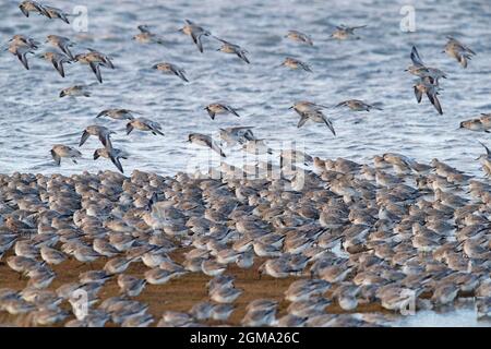 Roter Knoten (Calidris canutus) Knotenschwarm im nicht brütenden Gefieder ruhender Strand entlang des Nationalparks Schleswig-Holsteinisches Wattenmeer, Deutschland Stockfoto