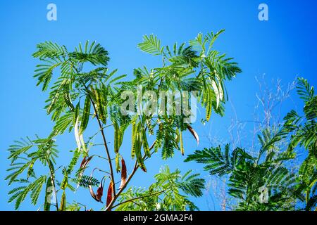 Zweig der Albizia julibrissin (persischer Seidenbaum oder Mimosa) mit Blättern und Samenkapseln gegen den blauen Himmel Stockfoto