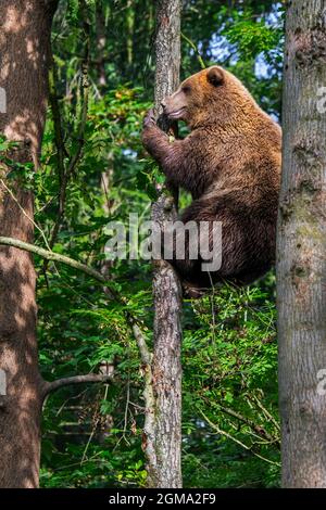 Europäischer Braunbär (Ursus arctos) klettert im Laubwald auf einen Baum Stockfoto