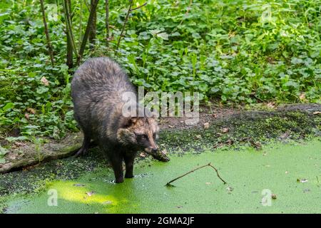 Marderhund (Nyctereutes procyonoides), gefährliche invasive Arten in Deutschland, Belgien und anderen europäischen Ländern Trinkwasser aus Teich im Wald Stockfoto