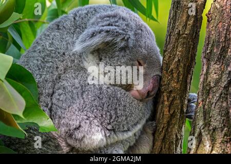 Koala (Phascolarctos cinereus) schläft im Baum, Beuteltier aus Australien Stockfoto