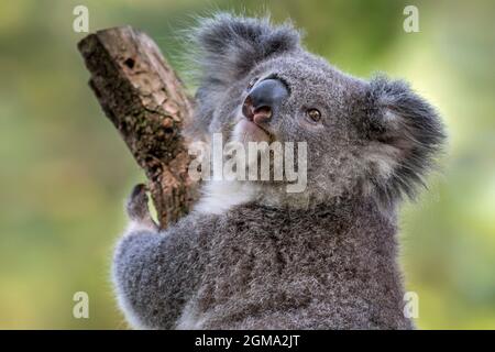 Koala (Phascolarctos cinereus) klettert im Baum, Beuteltier aus Australien Stockfoto