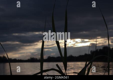 Blick durch das Schilf auf die Reflexion der untergehenden Sonne im See Stockfoto