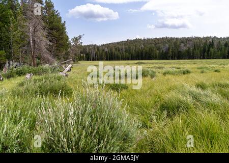 Marsch- und Grasgebiet in der Nähe von Fiddler's Lake in der Nähe von Lander, Wyoming, im Shoshone National Forest Stockfoto